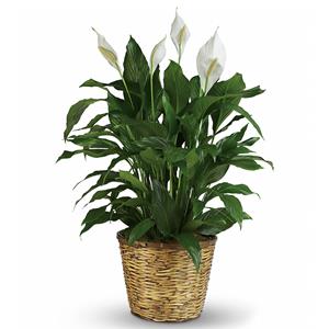 Image of 6085 Spathiphyllum - Large from Rose of Sharon Florist
