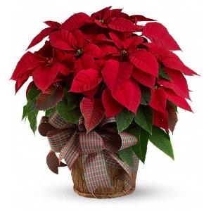 California Poinsettia