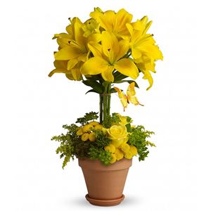 Image of 6007 Yellow Fellow  from Rose of Sharon Florist
