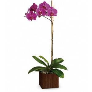 Orchid Plants from Rose of Sharon Florist