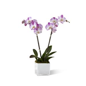 Pink Orchid Planter