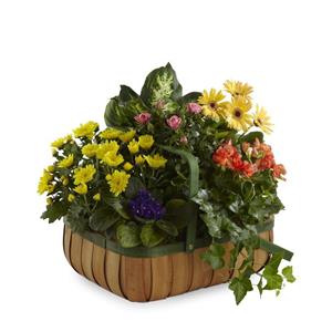 Image of 4020 Gentle Blossoms Basket from Rose of Sharon Florist
