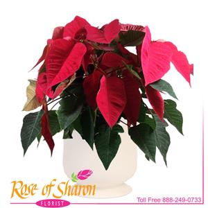 Red Poinsettia