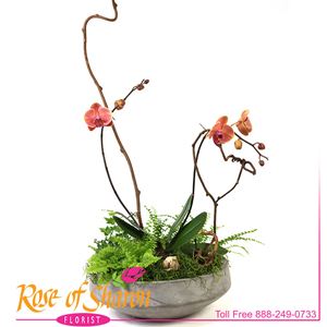Green & Blooming Plants from Rose of Sharon Florist