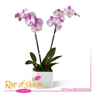 Avery Orchid Plant
