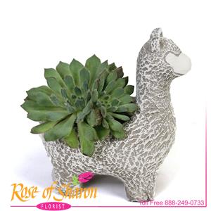 Succulents from Rose of Sharon Florist