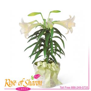 Image of 2350 Easter Lily Plant from Rose of Sharon Florist