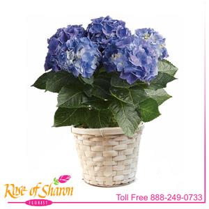 Blooming Plant from Rose of Sharon Florist