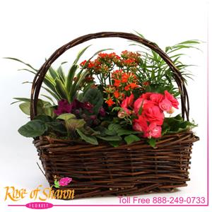 Image of 2385 Plant Garden Basket - Medium from Rose of Sharon Florist