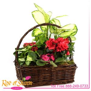 Image of 2386 Plant Garden Basket - Large from Rose of Sharon Florist