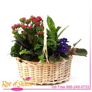 Plant Garden Basket - Small