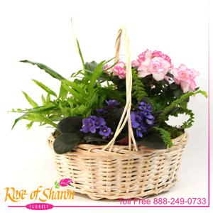 Plant Garden Basket - Medium