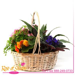 Plant Garden Basket - Large