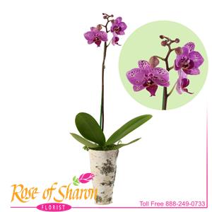 Phalaenopsis Orchid - Small