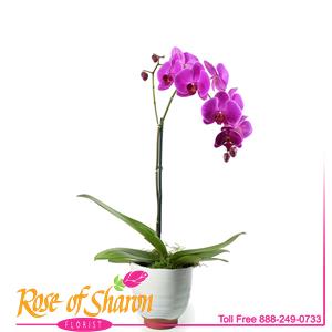 Phalaenopsiss Orchid - Lg Spike