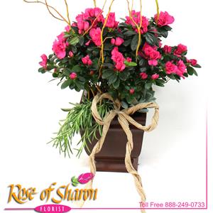 Blooming Plants from Rose of Sharon Florist