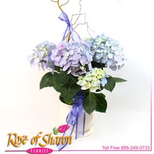 Image of 2504 Hydrangea in Ceramic Pot from Rose of Sharon Florist