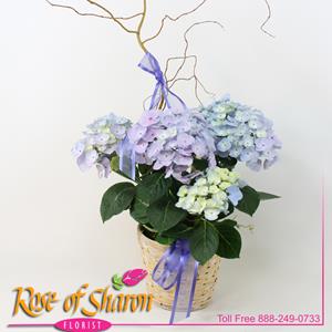 Image of 2505 Hydrangea in Light Basket from Rose of Sharon Florist