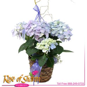 Image of 2506 Hydrangea in Dark Basket from Rose of Sharon Florist