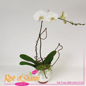 Sympathy Plants from Rose of Sharon Florist