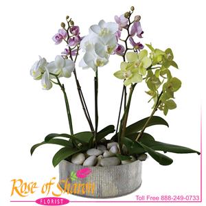 Orchid Plants from Rose of Sharon Florist